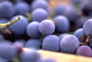 Concord_Grapes grapes