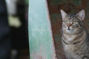 “A quiet moment...” was submitted to the Picturing Peace project by Kate Fly. United Against Violence asked for photos of what peace looked like to community members.